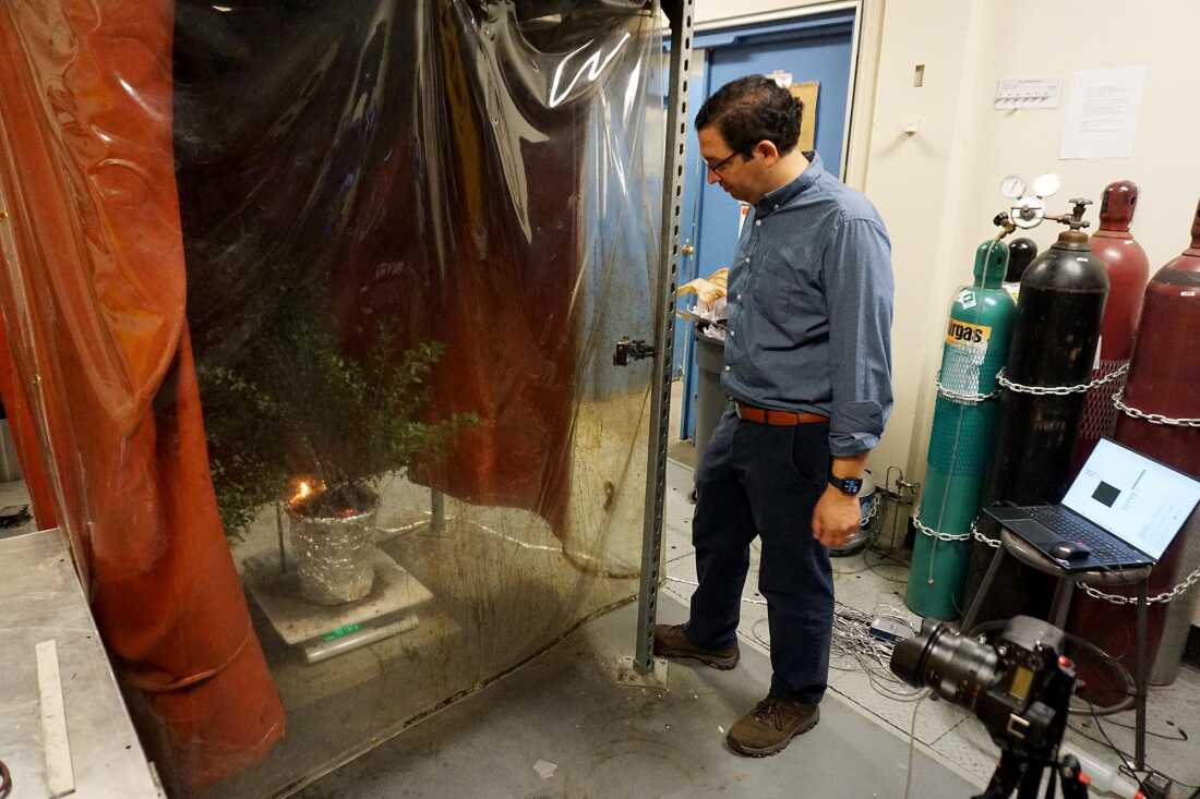 Michael Gollner regarde un test de brûlure dans son laboratoire de l'UC Berkeley. Les plantes vertes mettent plus de temps à s'enflammer, mais il affirme que les feuilles peuvent sécher rapidement dans des conditions chaudes et sèches lors d'un incendie de forêt.