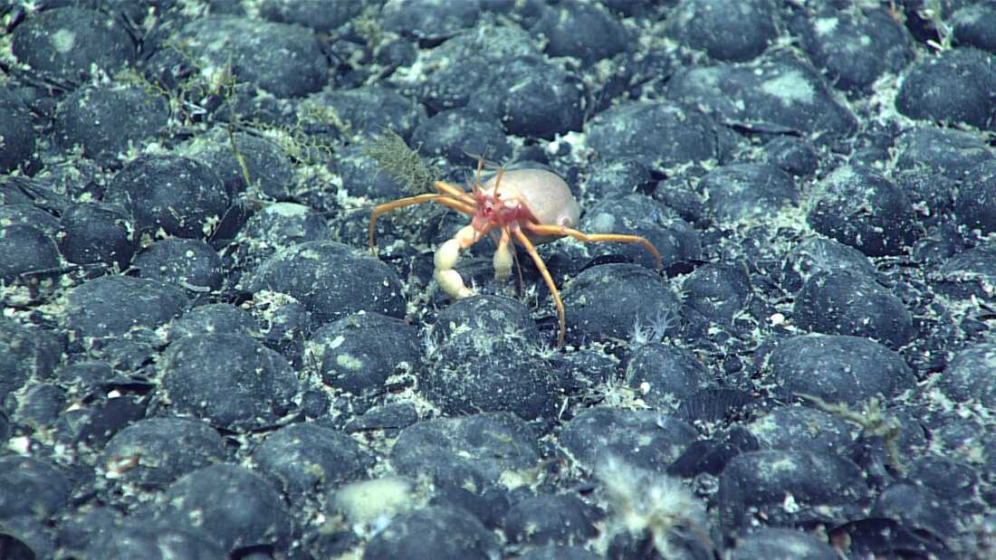 Un Parapagurus sp. Un crabe avec un corail du genre Epizoanthus sur le dos traverse un champ spectaculaire et étonnamment dense de nodules de ferromanganèse recouvrant le fond marin du mont sous-marin Gosnold, exploré lors de la plongée 16 de l'expédition Stepping Stones de l'Atlantique Nord 2021.