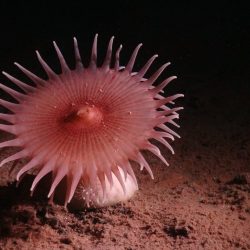 Les pays négocient des règles pour exploiter les fonds marins. Les États-Unis avancent seuls