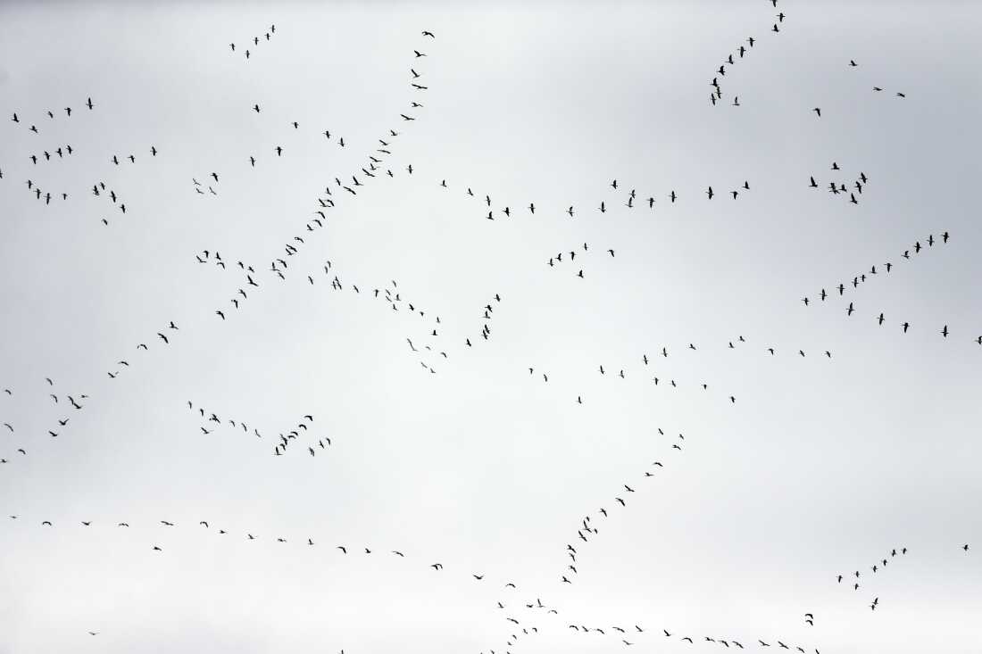 Des oies migratrices survolent la réserve faunique nationale DeSoto dans la vallée du Missouri, Iowa, le mercredi 7 mars 2018. (AP Photo/Nati Harnik)