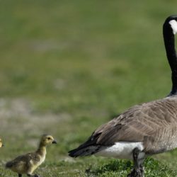Accompagnez quelques oies alors qu&rsquo;elles reviennent de leurs refuges hivernaux du sud
