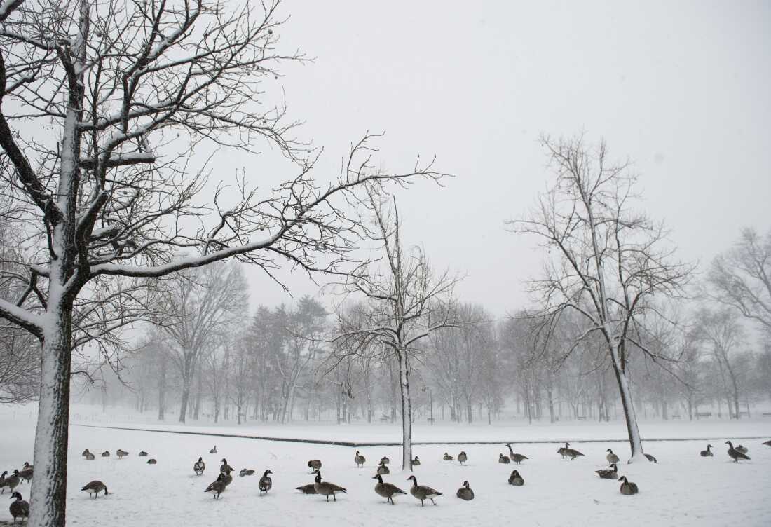 Un troupeau d'oies s'assoit sur la neige fraîche du National Mall près du Mémorial de la guerre du Vietnam lors d'une forte tempête de neige à Washington, DC, le 5 mars 2015. Une importante tempête hivernale a frappé certaines parties des États-Unis jeudi, alors que des milliers de vols ont été annulés et que des bureaux gouvernementaux ont été fermés en prévision de plus d'un demi-pied de neige dans la capitale nationale.