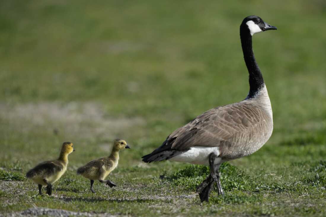 Une bernache du Canada escorte des oisons alors qu'ils marchent vers un étang du parc Water Works, le jeudi 4 mai 2023, à Des Moines, Iowa.
