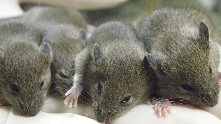 La limite biologique du clonage est atteinte : 58 générations