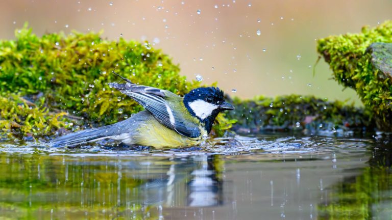 La raison pour laquelle les mésanges bleues transportent des mégots de cigarettes dans leurs nids a été révélée