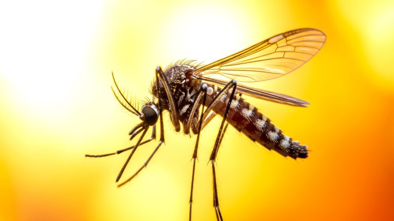 Mystère résolu : la raison pour laquelle les moustiques piquent certaines personnes plus que d&rsquo;autres a été révélée