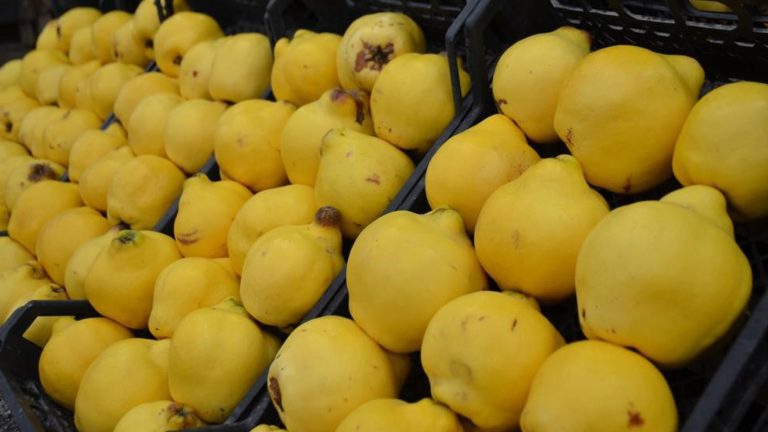 Nous ne pouvions pas manger les coings… Cela coûtait 300 lires le kilo ; c&rsquo;est devenu un luxe