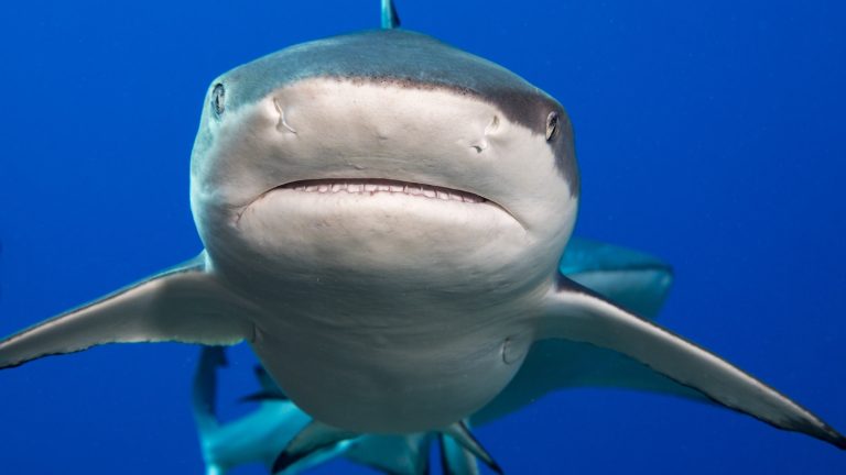 Requin testé positif ! Il y a de la cocaïne dans ton sang !