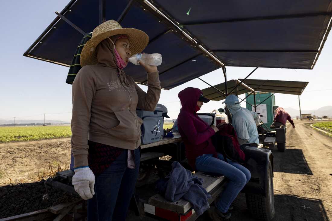 Des ouvriers agricoles boivent de l'eau à l'ombre d'une tente alors qu'ils désherbent un champ de poivrons à Camarillo, en Californie.
