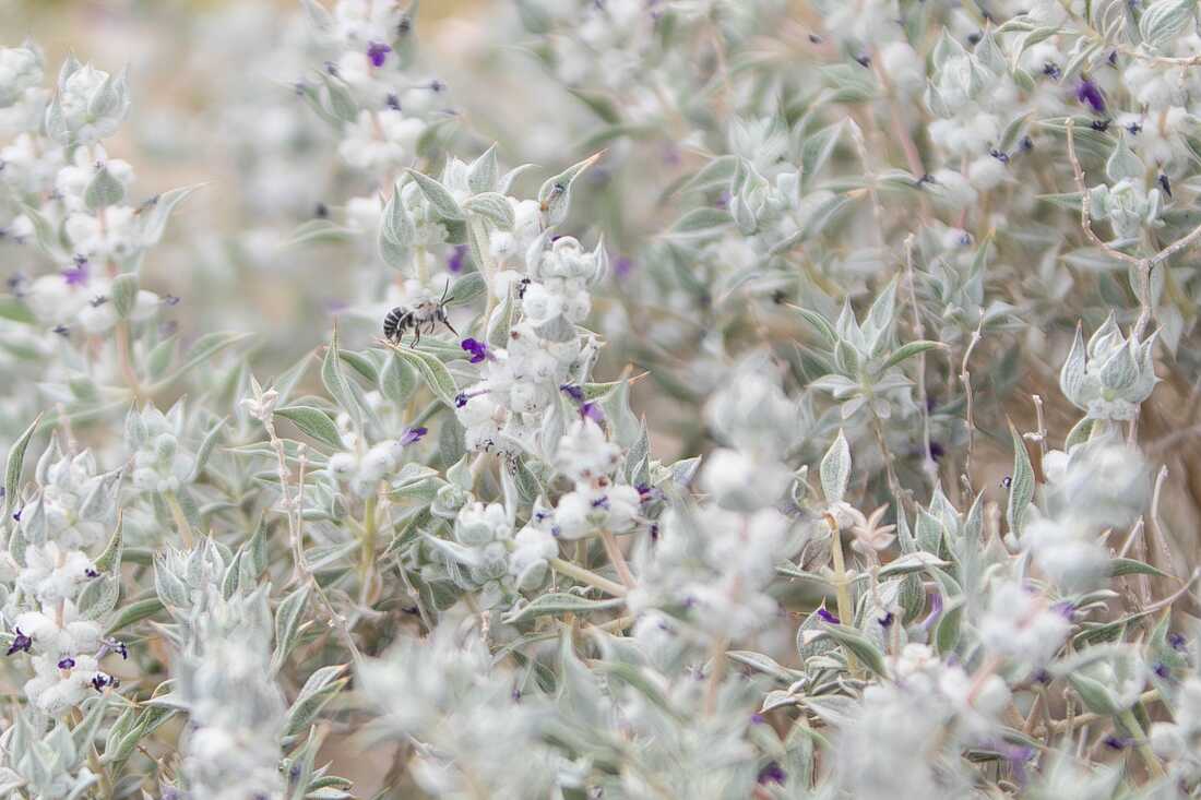 Une abeille pollinise un sage de la Vallée de la Mort dans la chaîne de montagnes Nopah, dans la Vallée de la Mort, en Californie, le dimanche 22 mars 2026. Photos pour NPR par Krystal Ramirez