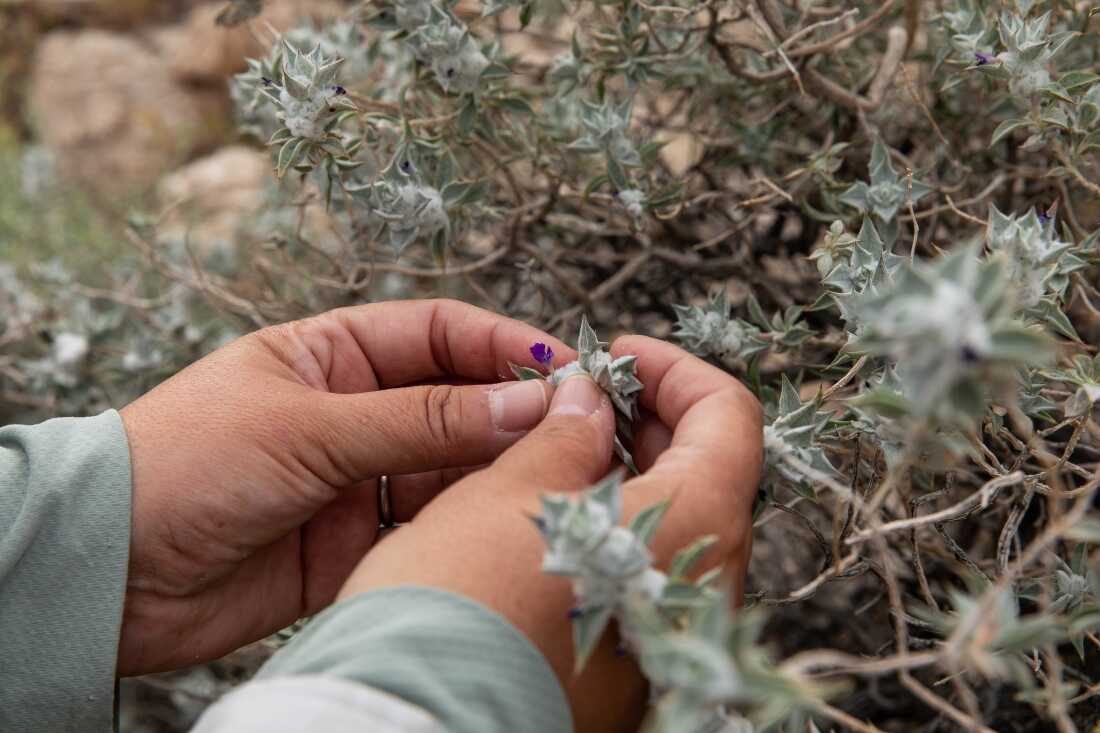 Naomi Fraga cherche des graines parmi les fleurs.