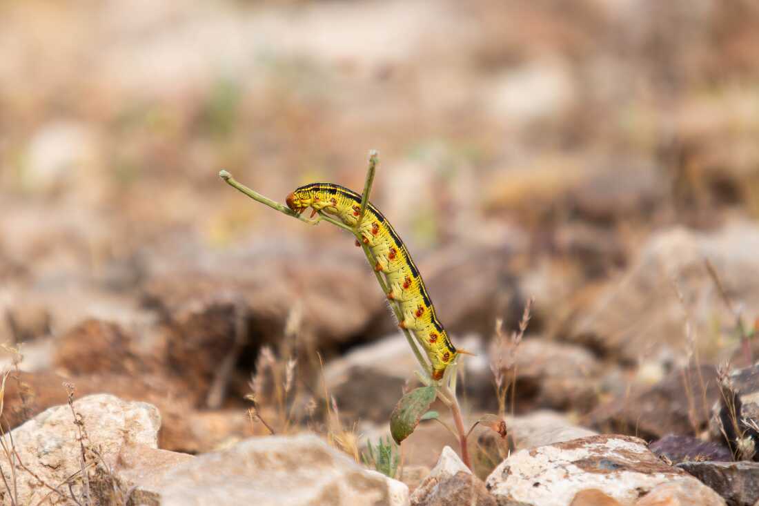 Chenille de Sphinxmoth dans la chaîne de montagnes Nopah dans la Vallée de la Mort, en Californie, le dimanche 22 mars 2026. Photos pour NPR par Krystal Ramirez