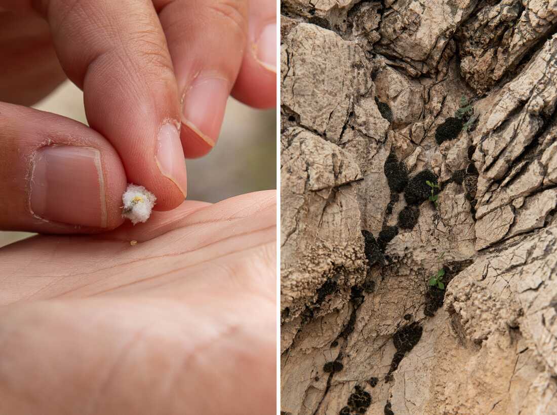 Photo de gauche, une très petite graine sort d'une fleur du sage de la Vallée de la Mort. Photo de droite, des plantes indigènes poussent dans les rochers de la chaîne de montagnes Nopah, dans la Vallée de la Mort, en Californie.