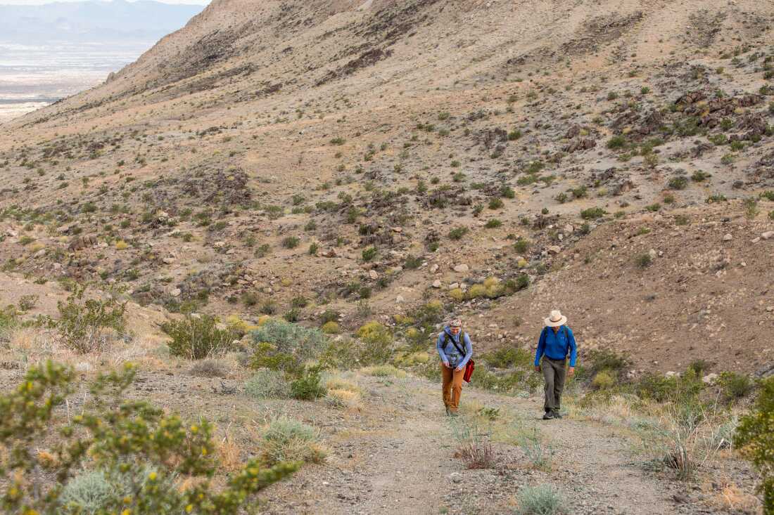 Mia Manfredi, étudiante diplômée et donatrice du Jardin botanique de Californie, parcourt les environs des vestiges de la mine Gunsight sur la chaîne de montagnes Nopah, dans la Vallée de la Mort, en Californie, le dimanche 22 mars 2026.