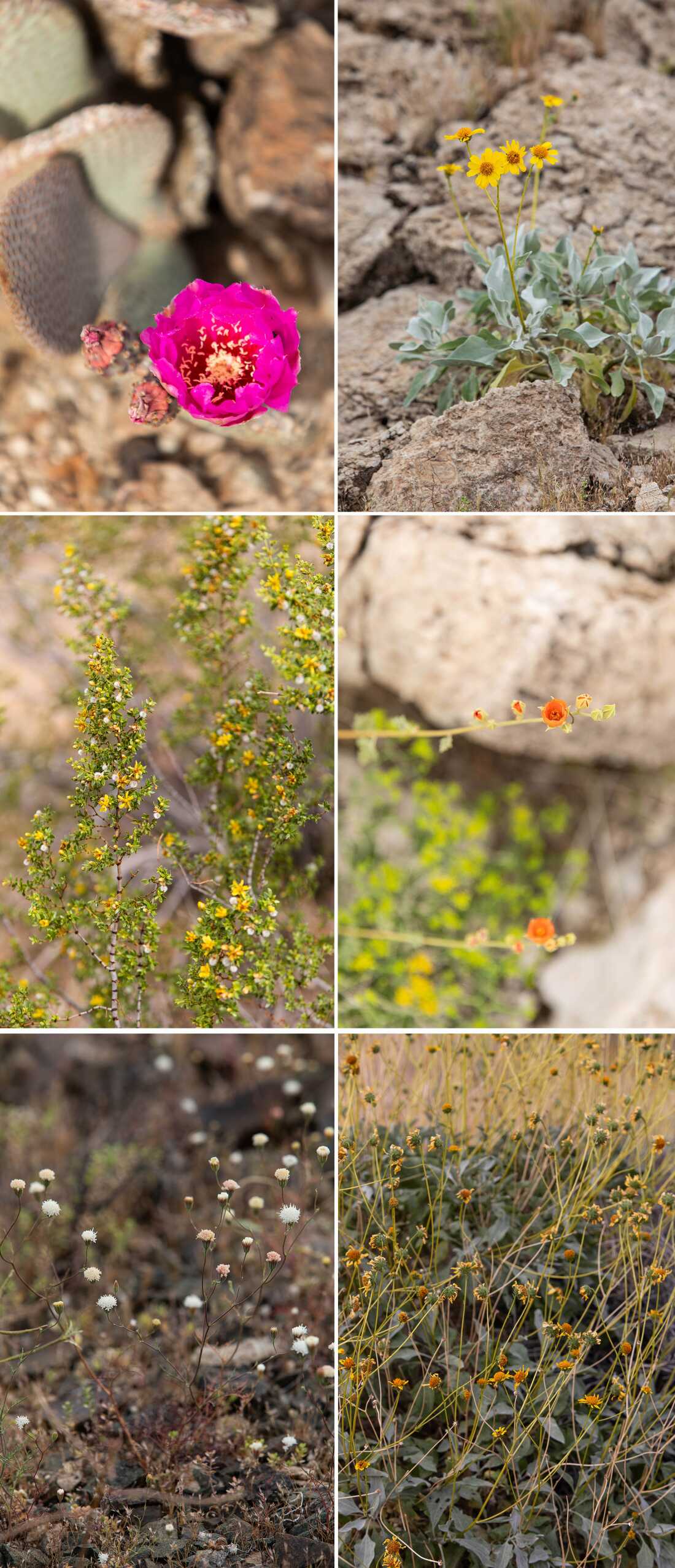 Cactus à queue de castor (Opuntia basilaris) dans la chaîne de montagnes Nopah dans la Vallée de la Mort, en Californie, le dimanche 22 mars 2026. 