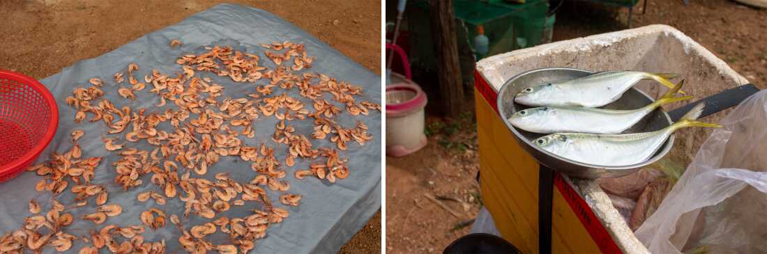 De nombreux habitants de la côte cambodgienne dépendent de la mer pour leur subsistance. Ici, quelques prises locales.