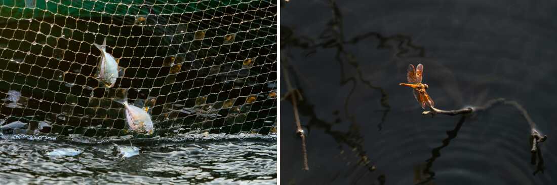 Les mangroves protègent un très grand nombre d’espèces différentes. Une telle biodiversité rend les écosystèmes de mangroves plus résistants aux facteurs de stress, notamment la pollution et les tempêtes de plus en plus puissantes.