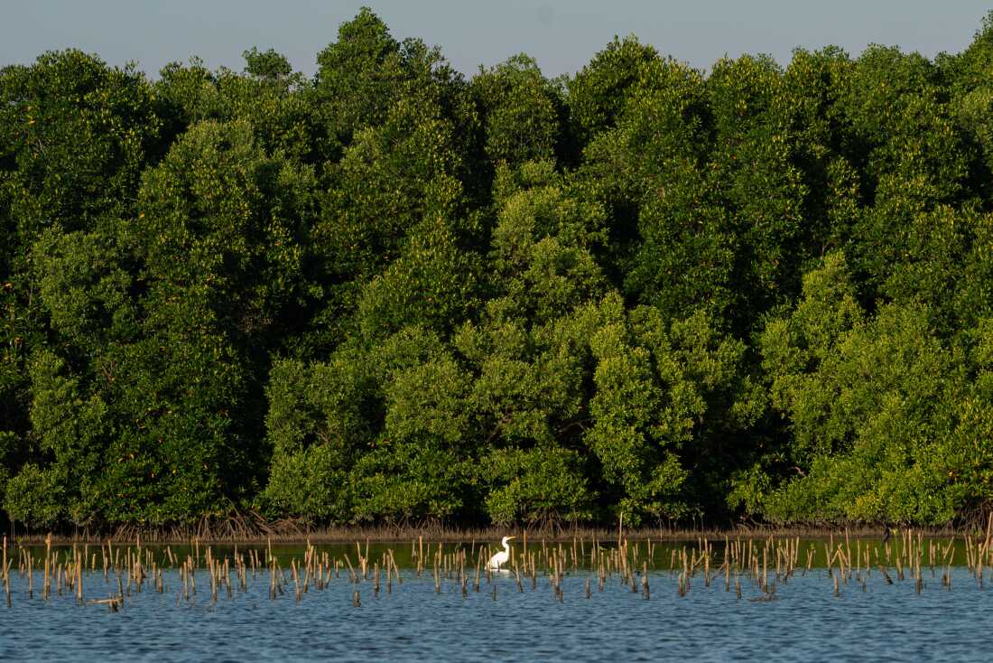 Une forêt de mangrove s'élève derrière les petites tiges de jeunes arbres de mangrove récemment plantés le long de la côte du Cambodge, près de la frontière avec le Vietnam.