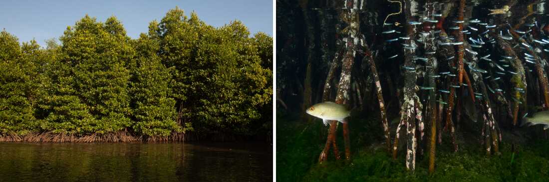 Partout dans le monde, les mangroves protègent les rivages de l’érosion et des ondes de tempête. Ils constituent également un excellent habitat pour de nombreuses créatures, notamment les poissons. 