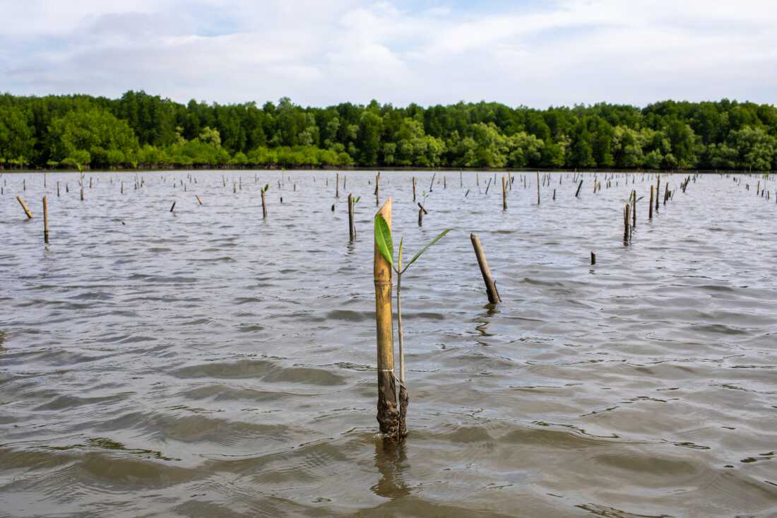 Un jeune arbre de mangrove récemment planté envoie des feuilles à mesure qu’il pousse dans les eaux chaudes et peu profondes au large des côtes du Cambodge. 