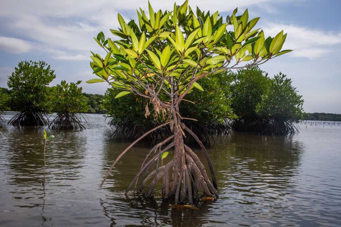 Partout dans le monde, les mangroves protègent les rivages de l’érosion et des ondes de tempête. Ils constituent également un excellent habitat pour de nombreuses créatures, notamment les poissons. 