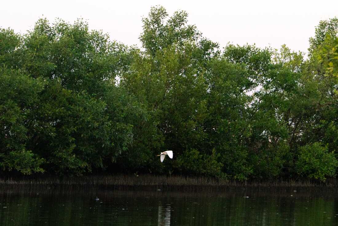 Les mangroves protègent un très grand nombre d’espèces différentes. Une telle biodiversité rend les écosystèmes de mangroves plus résistants aux facteurs de stress, notamment la pollution et les tempêtes de plus en plus puissantes.