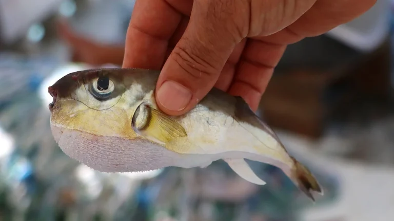 Le nouveau fléau ce sont les « Puffer Fish », ils envahissent les côtes méditerranéennes !