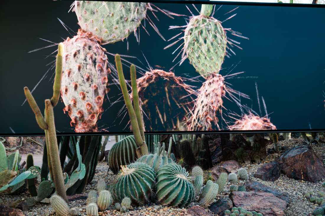 Calice de FRAMERATE : Desert Pulse, dans lequel les fleurs de cactus sont capturées le 14 avril 2026 au Desert Botanical Garden de Phoenix, en Arizona.