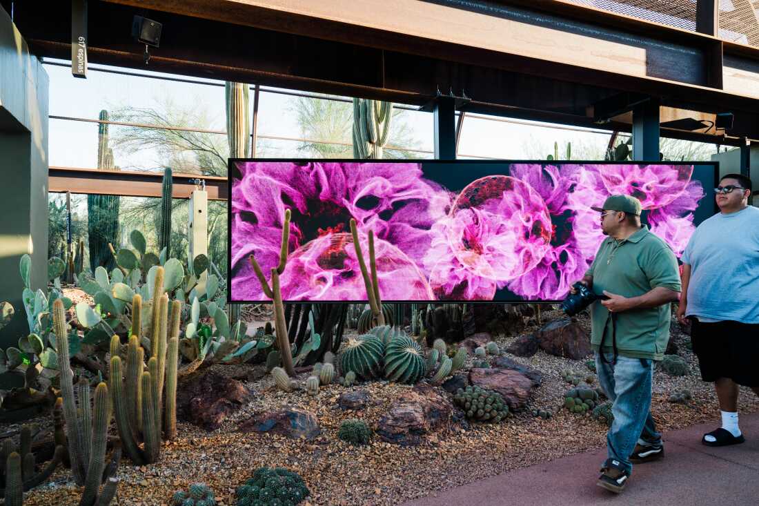 Les visiteurs passent devant Calyx de FRAMERATE: Desert Pulse, dans lequel les fleurs de cactus sont capturées le 14 avril 2026 au Desert Botanical Garden à Phoenix, en Arizona.