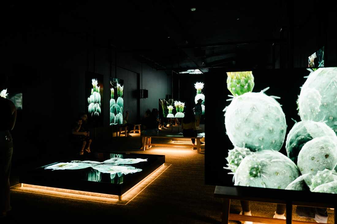 La galerie d'exposition de la RAF accueille une exposition immersive avec plusieurs écrans montrant FRAMERATE : Desert Pulse le 14 avril 2026 au Desert Botanical Garden de Phoenix, en Arizona.