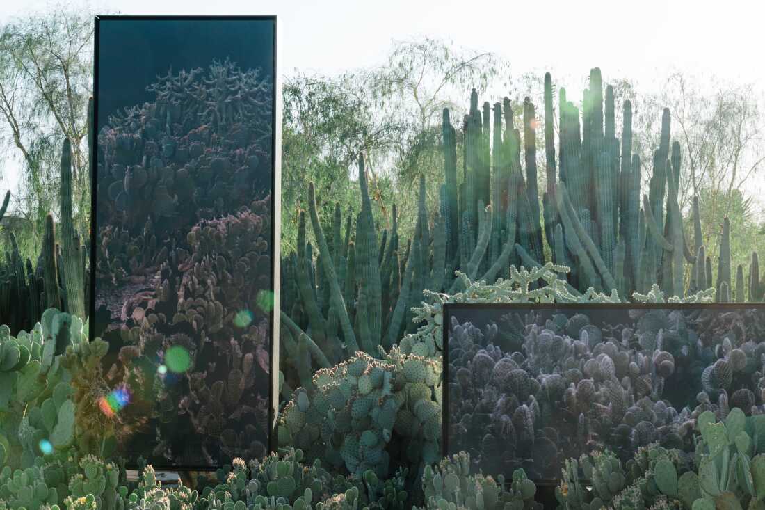Présentez les échos de FRAMERATE : Desert Pulse, dans lequel les plantes du parterre de jardin ont été scannées chaque jour pendant un an, vu le 14 avril 2026 au Desert Botanical Garden à Phoenix, en Arizona.