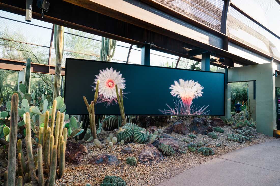 Calice de FRAMERATE : Desert Pulse, dans lequel les fleurs de cactus sont capturées le 14 avril 2026 au Desert Botanical Garden de Phoenix, en Arizona.