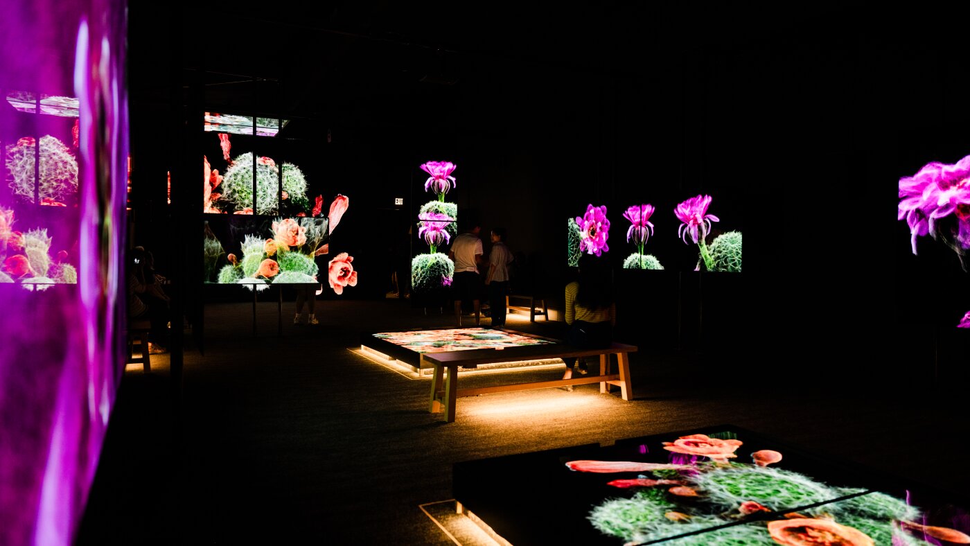 Le désert de Sonora regorge d'animaux sauvages. Ces scans 3D pourraient contribuer à protéger son avenir