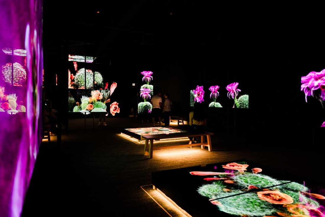 La galerie d'exposition de la RAF accueille une exposition immersive avec plusieurs écrans montrant FRAMERATE : Desert Pulse le 14 avril 2026 au Desert Botanical Garden de Phoenix, en Arizona.