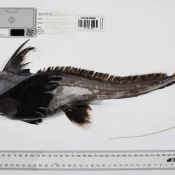 1121 créatures marines jusqu&rsquo;alors inconnues ont été découvertes : l&rsquo;éponge boule de la mort a attiré l&rsquo;attention !