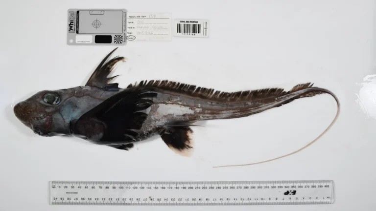 1121 créatures marines jusqu&rsquo;alors inconnues ont été découvertes : l&rsquo;éponge boule de la mort a attiré l&rsquo;attention !