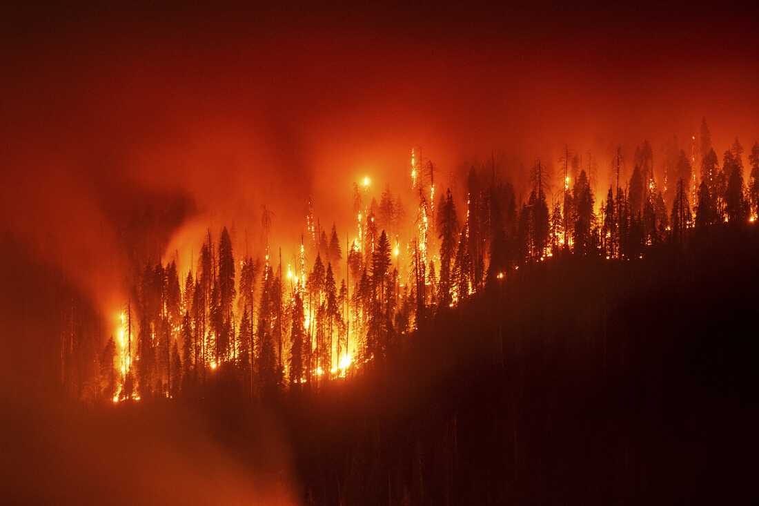 Lorsque de grandes quantités de sous-bois et de matières mortes s'accumulent dans les forêts, cela alimente des incendies plus intenses qui transportent les flammes jusqu'à la cime des arbres plus âgés, les tuant, comme lors de l'incendie de Garnet en Californie en 2025.