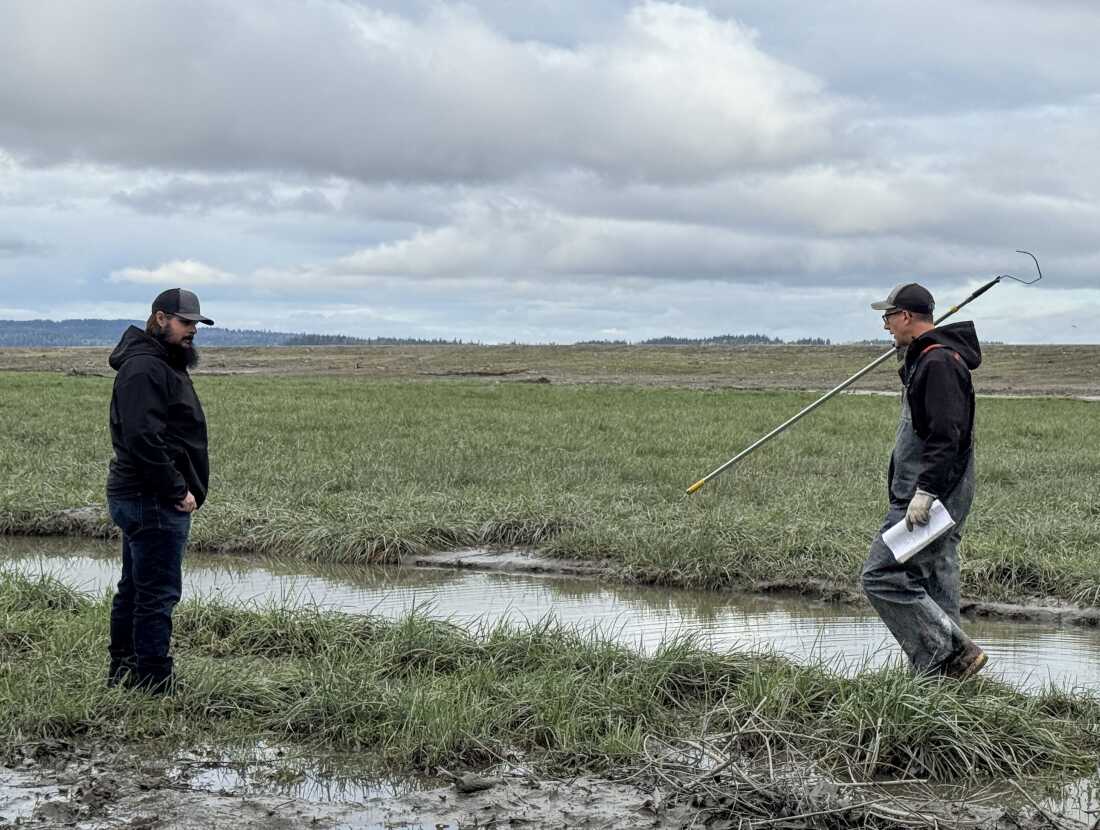 Les responsables de la tribu Stillaguamish, Scott Boyd, à gauche, et Jason Griffith, examinent l'habitat nouvellement restauré à l'embouchure de la rivière Stillaguamish, le 19 décembre 2025.