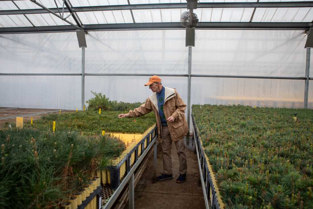Matthew Ogden, directeur de serre chez CS&KT Forestry Tribal Nursery