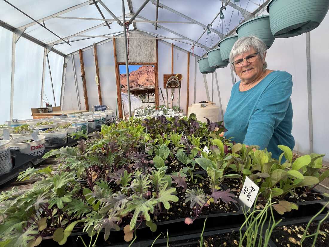 Alice Drogin, résidente de Castle Valley, vérifie les plantes de sa petite entreprise, Canyon Nursery. Elle espère que ses serres fonctionneront un jour avec de l'énergie propre grâce au programme de l'Utah. 