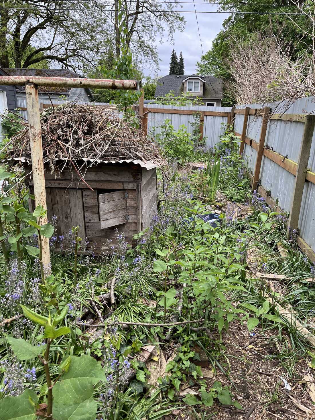 Wendy Clapp travaille toujours à terminer sa mini-forêt de plantes indigènes à Tacoma, Washington. Elle suit la méthode de plantation Miyawaki, qui demande aux gens de planter des arbres, des arbustes et des couvre-sols rapprochés.