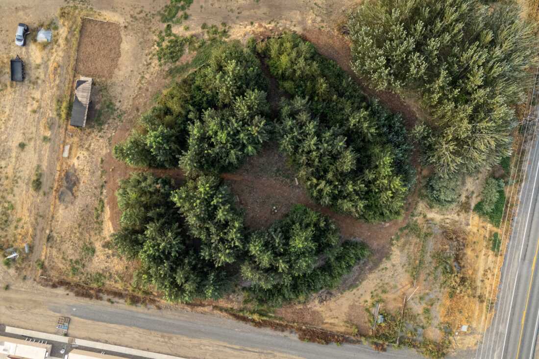 Une vue drone de la forêt curative de la nation Yakama, qui a la forme d'une roue médicinale, à Toppenish, Washington.