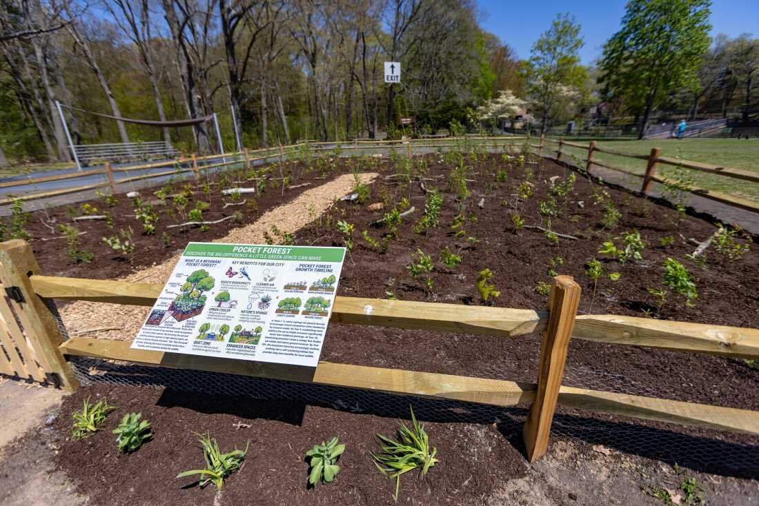 Une forêt Miyawaki plantée par des élèves du lycée d'Attleboro dans le parc Capron à Attleboro, Massachusetts.
