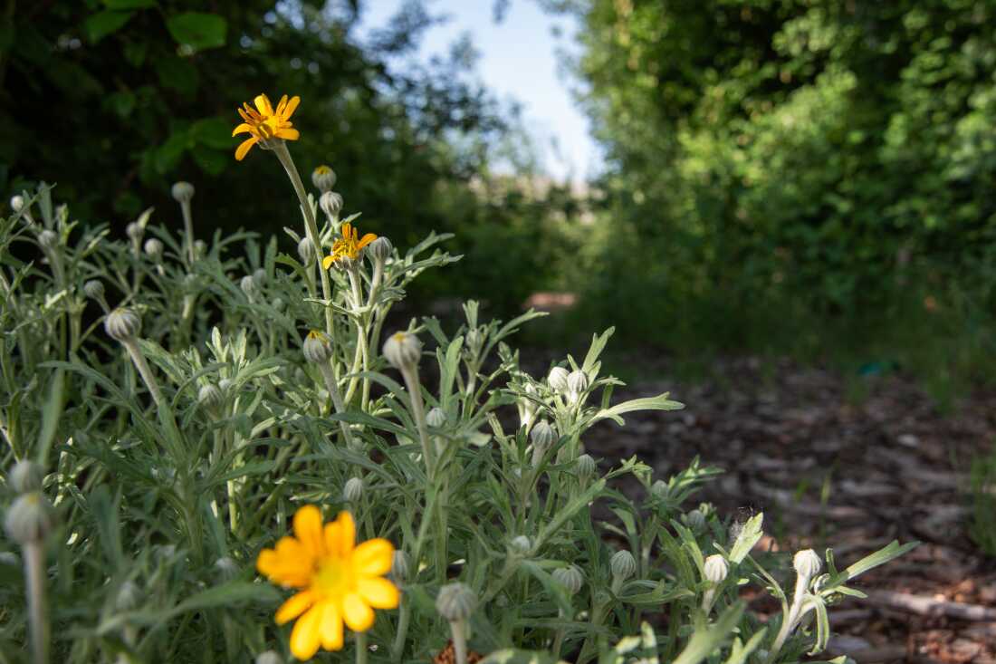 Le soleil de l’Oregon fleurit le long d’un chemin qui serpente autour de la forêt. La forêt curative de la nation Yakama a été plantée sous la forme d’une roue médicinale avec des sentiers menant à un « centre » central.