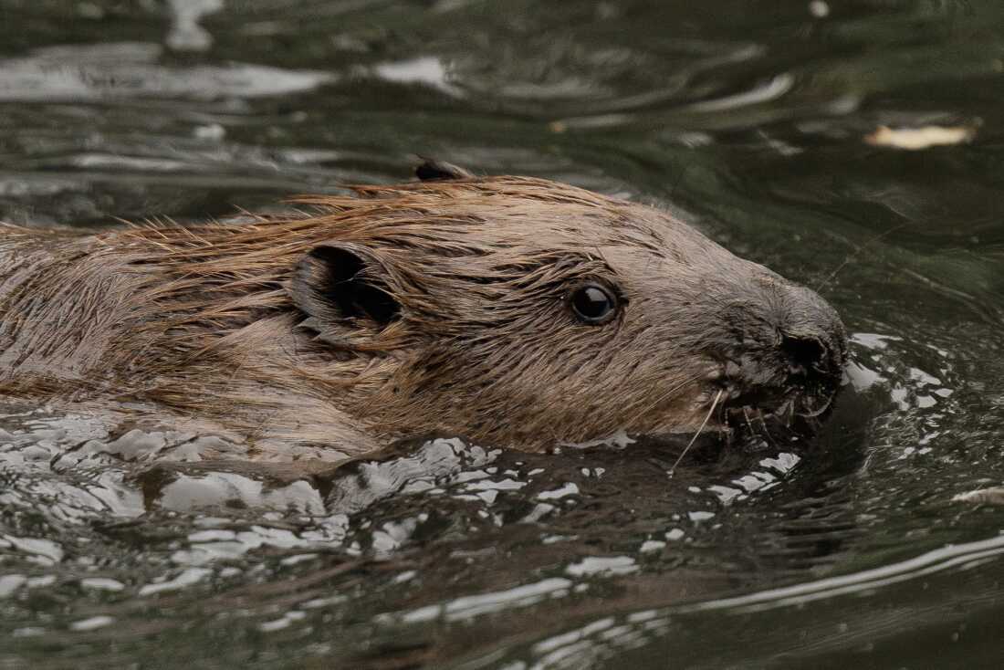 Cette photo en gros plan montre la tête d'un castor effleurant la surface de l'eau alors qu'il nage dans un étang après avoir été relâché le 11 octobre 2023 à Greenford, en Angleterre, dans le cadre du projet Ealing Beaver.