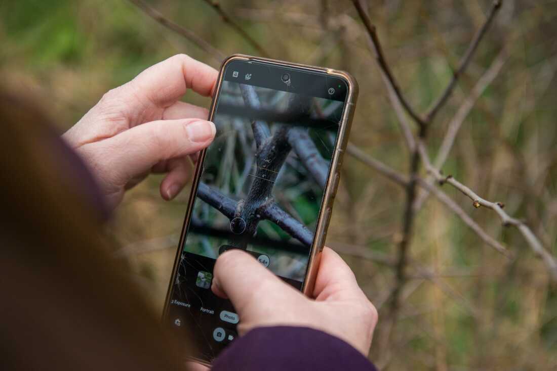 Cette photo montre un gros plan de l'écran d'un smartphone tenu par une paire de mains. La personne qui tient le téléphone photographie les minuscules œufs blancs du porte-queue brun, qui se trouvent sur les branches d'un prunellier.