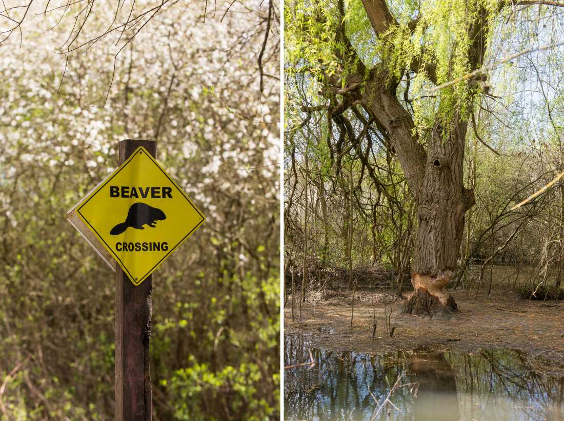 La photo de gauche montre un jaune en forme de losange "Traversée des castors" panneau attaché à un poteau en bois dans une zone remplie d'arbres. La photo de droite montre un arbre dont le tronc épais a été fortement rongé par les castors, créant un rétrécissement d'apparence précaire près de la base.