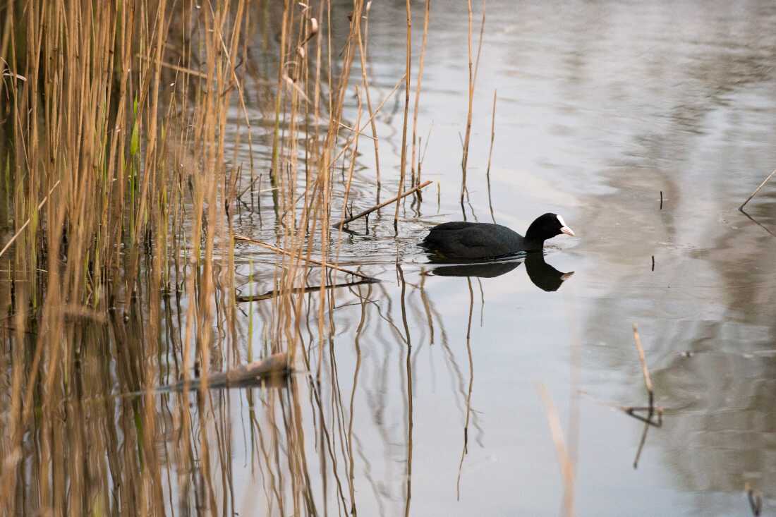 Une foulque noire au front blanc pagaie dans les marais du projet Ealing Beaver. L'oiseau aquatique a la forme d'un canard et un feuillage semblable à celui d'un roseau s'élève des eaux du marais.