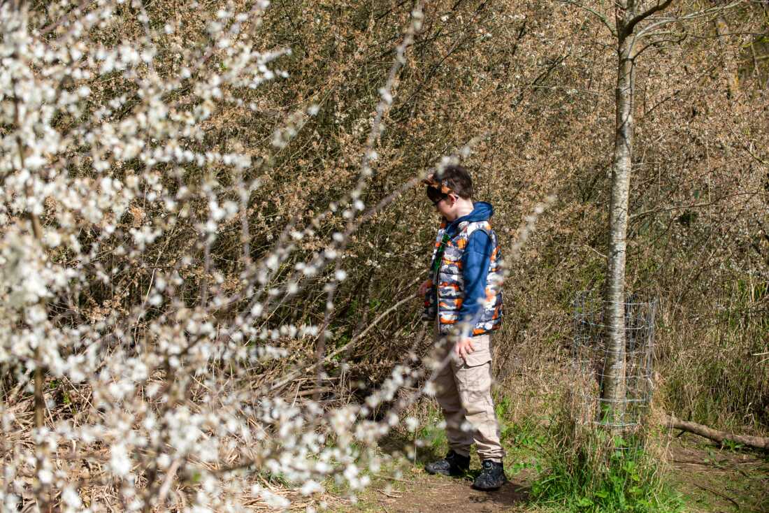 Hunter Cannon, 10 ans, se dresse au milieu du feuillage, y compris des branches portant des fleurs blanches, au projet Ealing Beaver à Greenford, Londres.
