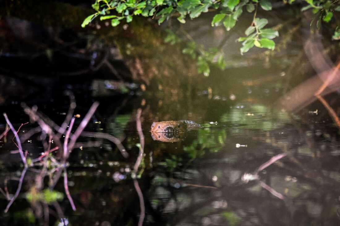 Sur cette photo de juin 2024, la tête d'un castor traverse la surface de l'eau alors que l'animal nage dans un étang créé par un barrage de castor sur la ferme de Tom Bowser près de Doune, dans le Perthshire, en Écosse.